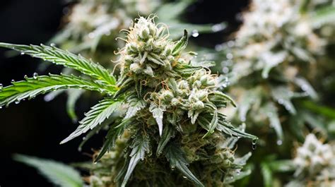 White Fire Og Strain Information And Effects