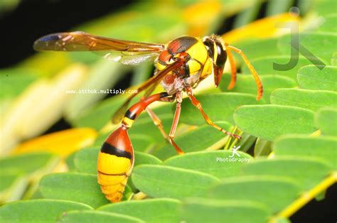 Dsc 2652 Ang Putakti Wasp Ba Yun Am I Right Haha Sa Ma Flickr