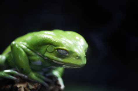 1920x1080 Resolution Closeup Photo Of Green Frog Hd Wallpaper