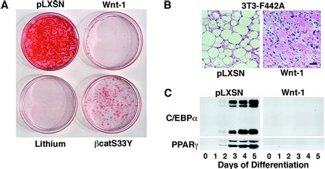 Inhibition Of Adipogenesis By Wnt Signaling Science