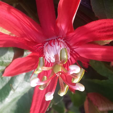 Passiflora Coccinea Red Passion Flower In Gardentags Plant Encyclopedia