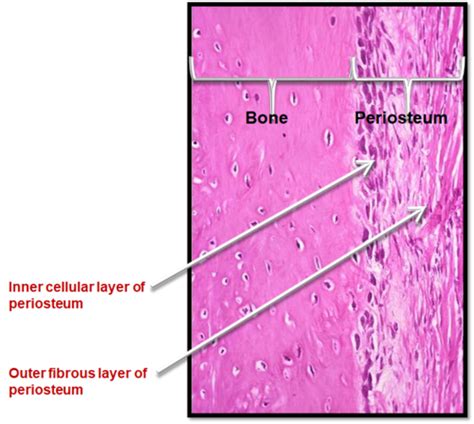 Histo Cartilage And Bone Flashcards Quizlet