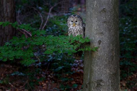 The Ural Owl Strix Uralensis Is A Large Nocturnal Owl Stock Image