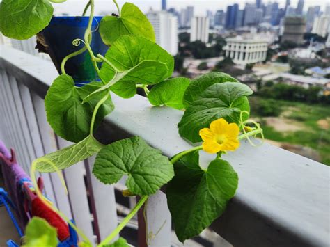 Real Live Rock Melon Plant In Pot Edible Fruit Tree Plant In Pot