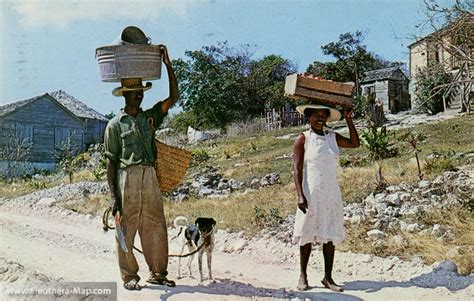 Bahamian Farmers In Rock Sound