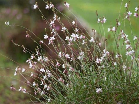 Ohio Native Plants List - 10 Plants You'll Love In Your Garden