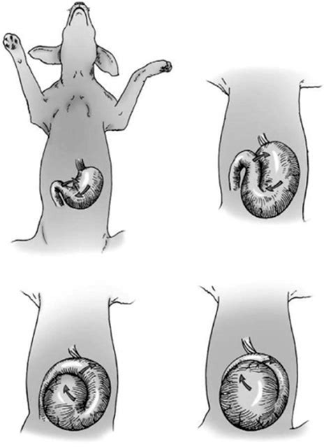 Dilatación Torsión de Estómago en el Perro Una Perspectiva Detallada