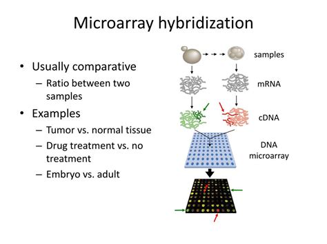 Ppt Microarray Hybridization Powerpoint Presentation Free Download