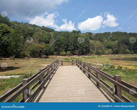 Outdoor Wooden Bridge Leading To the Forest Surrounding the Nature Lake. Stock Photo - Image of ...