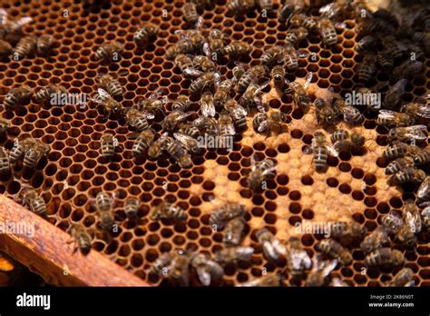 Frames Of A Beehive Busy Bees Inside The Hive With Open And Sealed