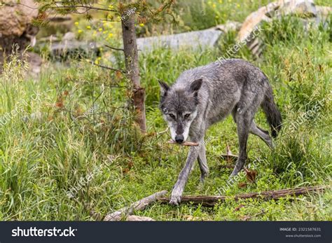 896 Yellowstone Gray Wolf Images, Stock Photos & Vectors | Shutterstock