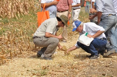 Las Claves Para Un Forraje De Calidad Para El Invierno