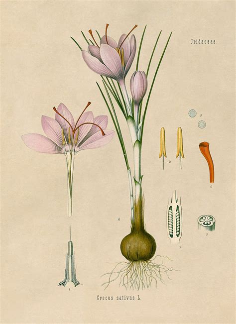 Saffron Plant Botanical Illustration Poster Botany Print Etsy