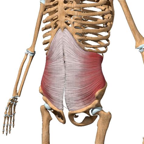 Transverse Abdominis Spinal Nerve Muscle Anatomy Fascia