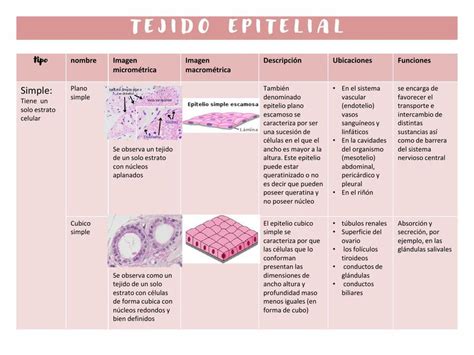 Tipos De Tejido Epitelial