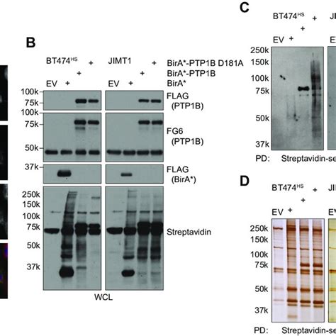 Application Of PTP1B Substrate Trapping Proximity Labeling In