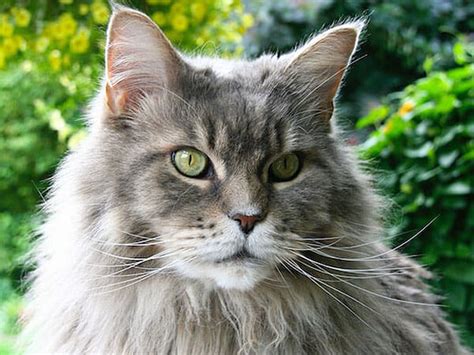 Silver Maine Coon Complete Guide Vocal Cats