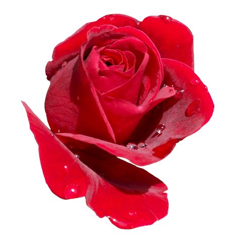 Translucent Beautiful Single Red Rose