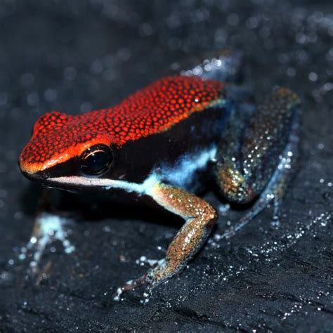 Dart Frog Connection Allobates Zaparo