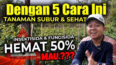 DENGAN 5 CARA INI TANAMAN SUBUR DAN SEHAT 50 HEMAT INSEKTISIDA