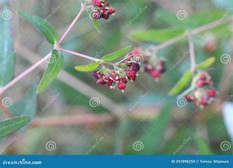 Euphorbia Nutans ( Euphorbia Maculata ) Flowers. Euphorbiaceae Annual Poisonous Plant Stock ...