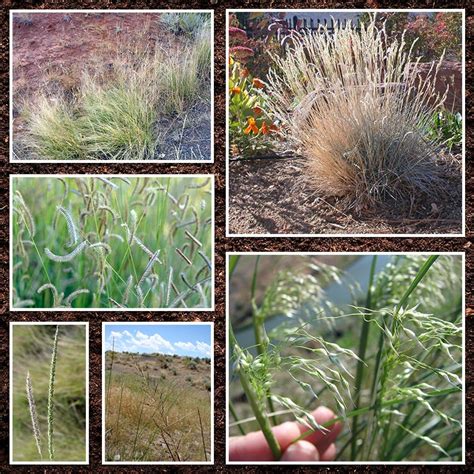 Southwest Native Grass Seed Mix American Meadows