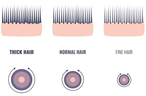 Human Hair Thickness In 2023 An Overly Detailed Guide