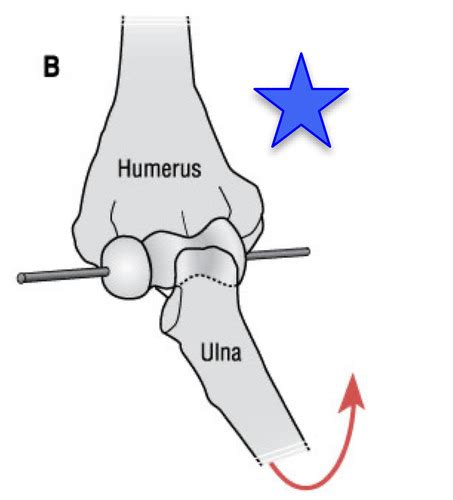 Functional Anatomy Elbow And Forearm Flashcards Quizlet