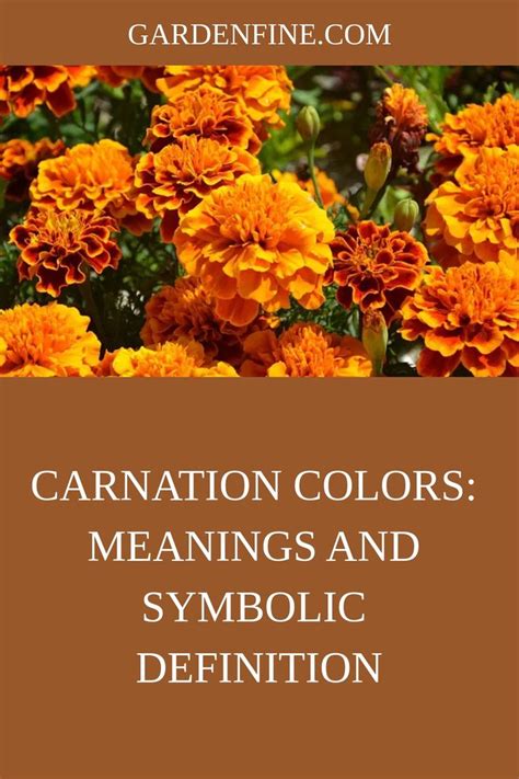 Discover The Fascinating Meanings Of Carnation Colors