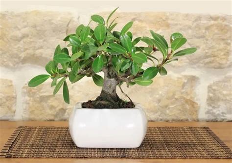 Bonsai Ficus Panda Blog Das Flores