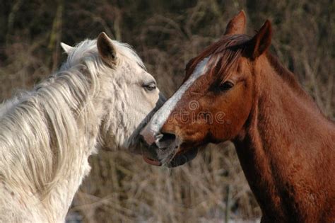 Horse Lovers Picture Image 1868944