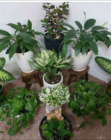 How To Grow A Split Leaf Philodendron Care Guide Artofit