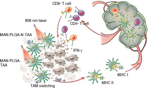 Reprogramming Tumor Associated Macrophages By Nanoparticle Based Reactive Oxygen Species