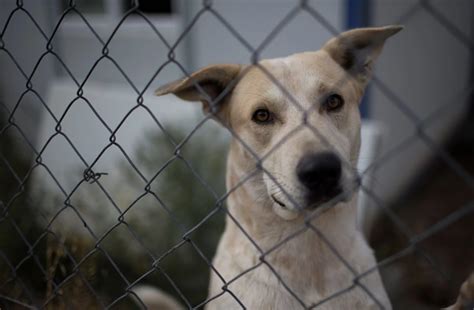 Atlantic County Animal Shelter Waiving Adoption Fees Until 2/16