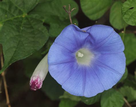 Ipomoea Nil Ipomoea Nil 'Muro Kumo', Morning Glory 'Mura Kumo' In