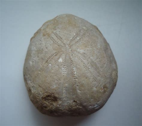 Fossils & Antiques: Beautiful Fossil Sea Urchin Echinoid 40mm