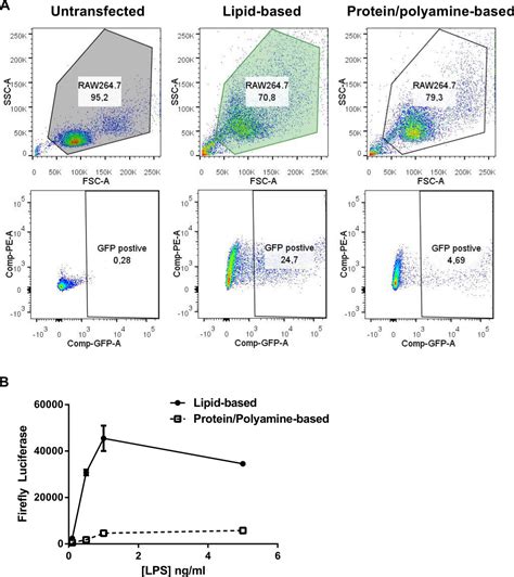 Transfecting Raw Cells With A Luciferase Reporter Gene Protocol