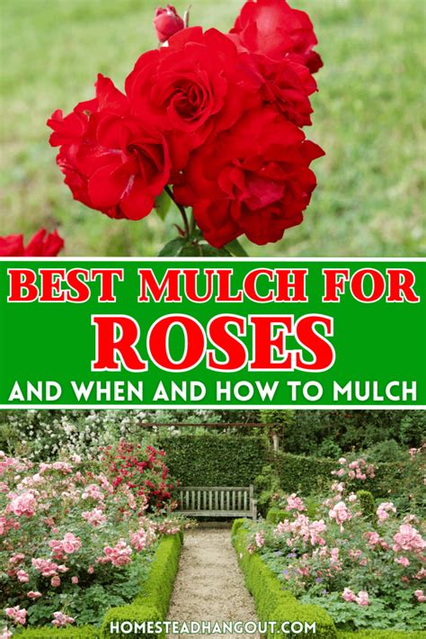 The Best Mulch For Roses How And When To Mulch The Homestead Hangout