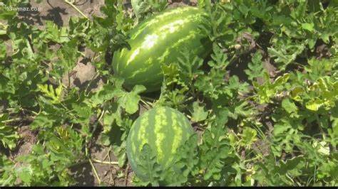 Cordele Celebrates 70th Annual Watermelon Days Festival