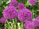 Fleurs mauves 10 variétés pour créer un jardin mauve complet