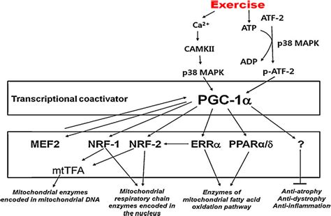 Signaling Pathways Involved In Exercise Induced Pgc 1 Regulation In