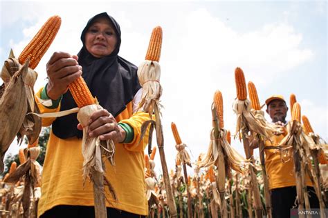 BPS Catat Pada Februari 2024 NTP Jatim Naik 3 45 Persen ANTARA News