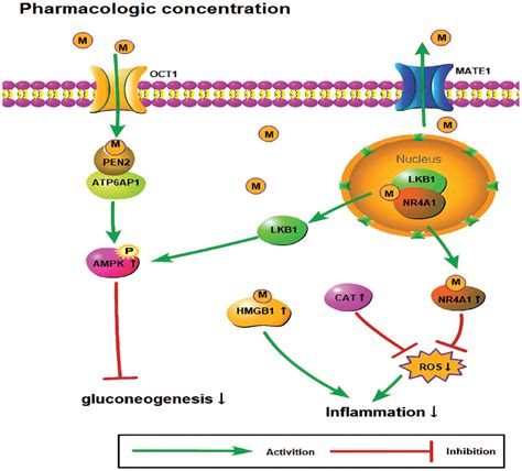 Exploring The Mechanism Of Metformin Action In Alzheimers Disease And