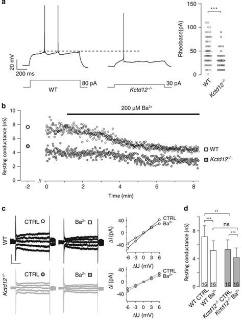 Increased Electrical Excitability And Reduced Ba Sensitive K