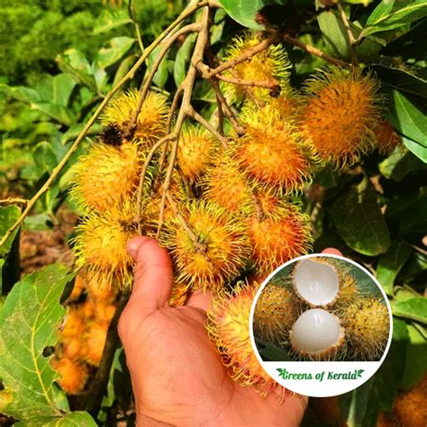 Buy Rambutan N Bud Exotic Fruit Plant Greens Of Kerala