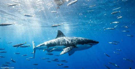 Are There Sharks in the Mediterranean Sea? Complete Shark List