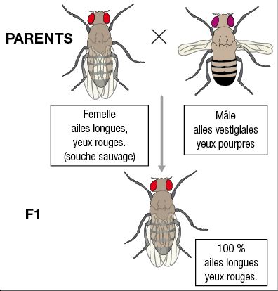Transmission De Deux Caract Res Chez La Drosophile Annale Corrig E