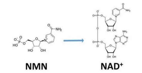 抗衰物质nmn：大健康产业的新宠儿 金评媒