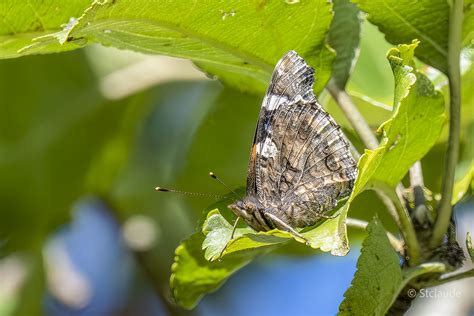 Der Admiral Foto & Bild | natur, schmetterling, insekten Bilder auf ...