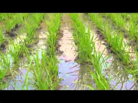 Using The Rotary Weeder In Lowland Rice YouTube